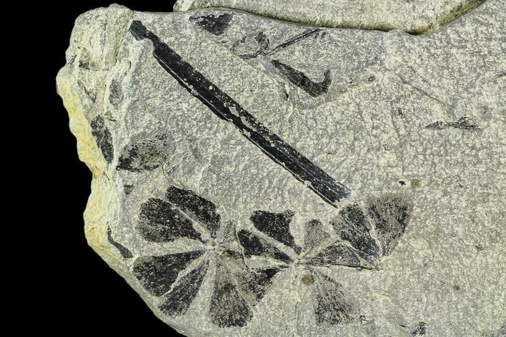 Two Pennsylvanian Fossil Horsetail (Sphenophyllum) Whorl - Kentucky #112895